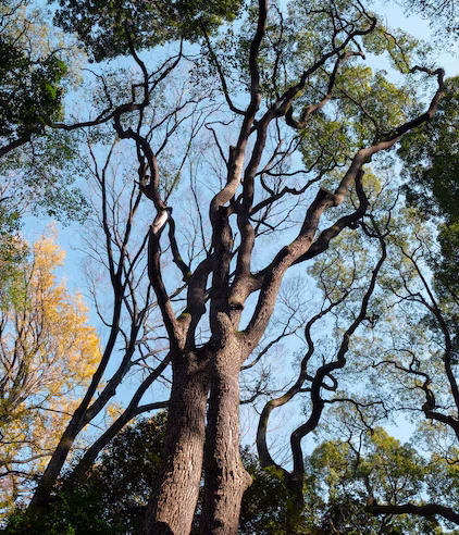 BIMBIA-BONADIKOMBO FOREST